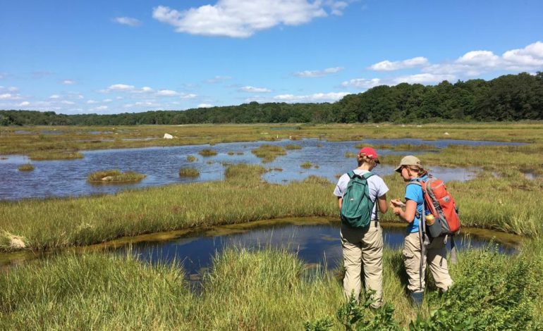 The Ecological Importance of Wetlands