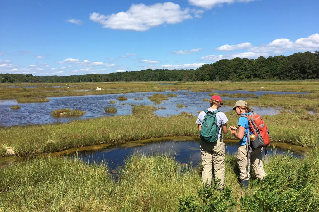 The Ecological Importance of Wetlands